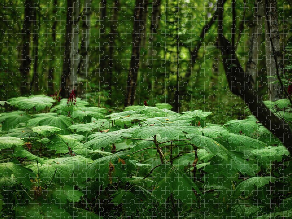 Alaska Jigsaw Puzzle featuring the photograph Alaska Forest Light by Jade Moon