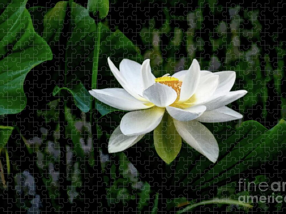 Floral Art Jigsaw Puzzle featuring the photograph Alba Grandiflora by Diana Mary Sharpton