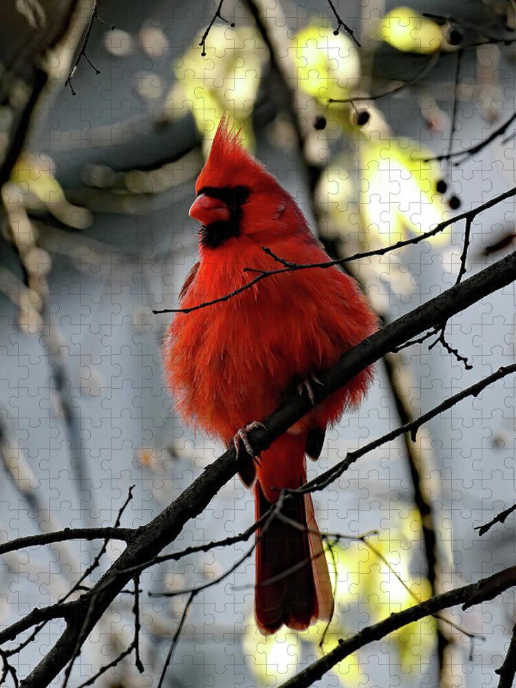 Cardinal Jigsaw Puzzle featuring the photograph All Fluff    by Jennifer Robin