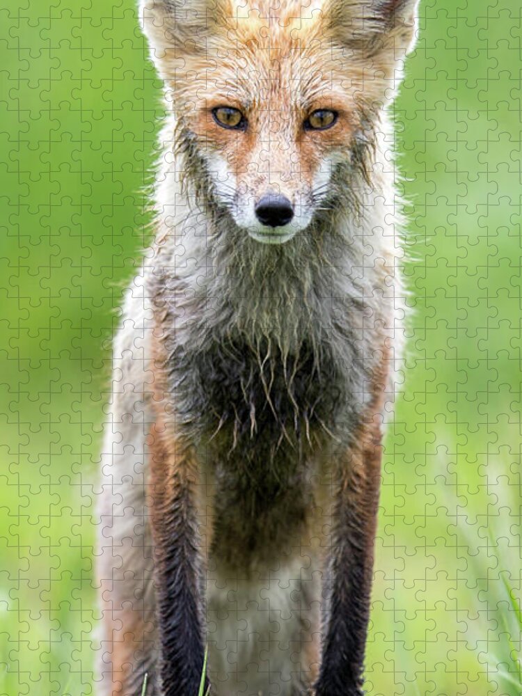 Fox Jigsaw Puzzle featuring the photograph All Seasons by Kevin Dietrich