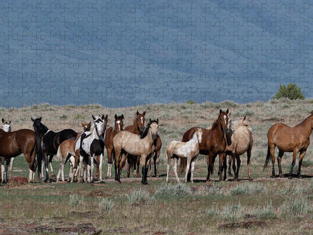 Wild Horses Jigsaw Puzzle featuring the photograph All the Pretty Horses by Mary Hone