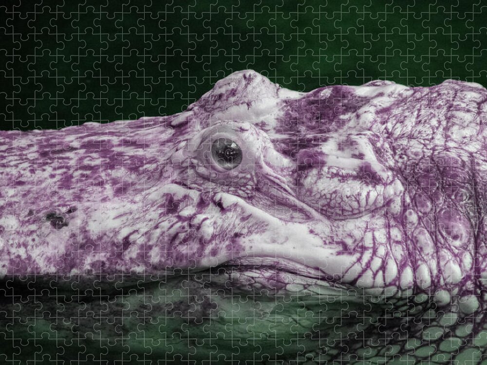 Infrared Jigsaw Puzzle featuring the photograph Alligator in Infrared by Carolyn Hutchins