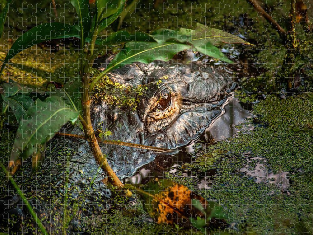 Alligator Jigsaw Puzzle featuring the photograph Alligator Wild by Rebecca Herranen
