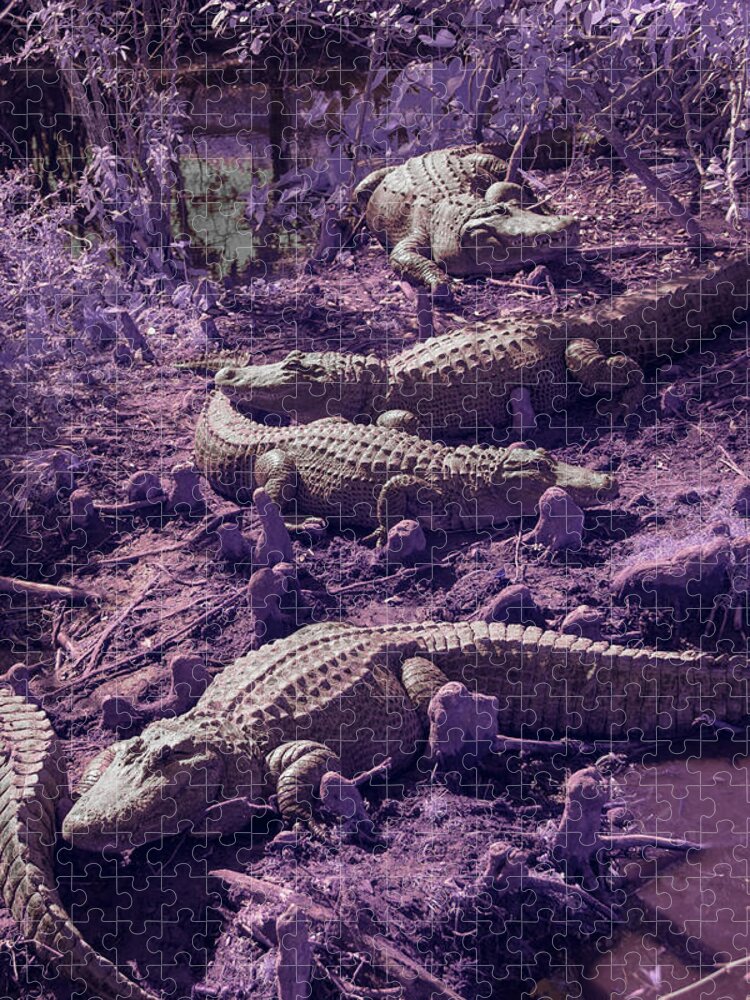 Alligator Jigsaw Puzzle featuring the photograph Alligators by Carolyn Hutchins
