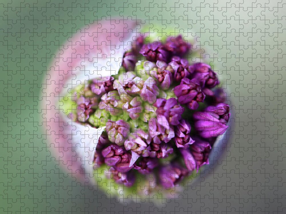 Beautiful Jigsaw Puzzle featuring the photograph Allium New Beginnings by Tammy Pool