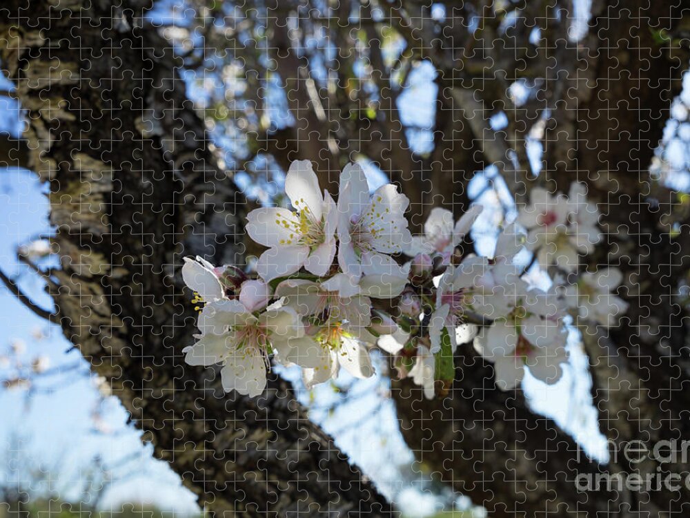 Almond Blossom Jigsaw Puzzle featuring the photograph White flowers in the penumbra of the almond tree by Adriana Mueller