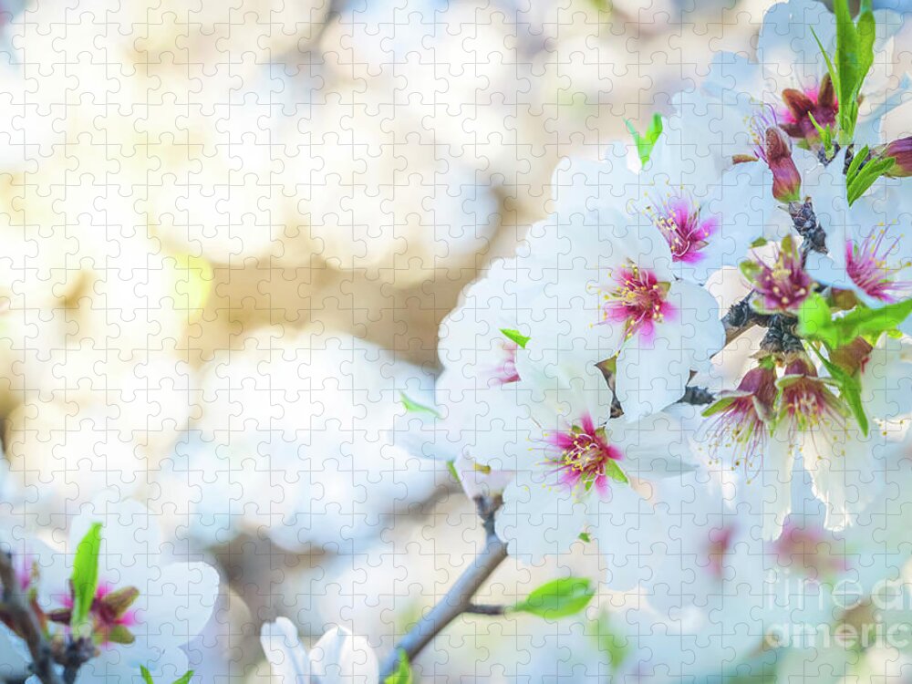 Tu Bishvat Jigsaw Puzzle featuring the photograph Almond tree bloom by Anastasy Yarmolovich