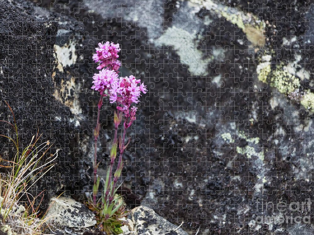 Alpine Campion Jigsaw Puzzle featuring the photograph Alpine Catchfly by Eva Lechner