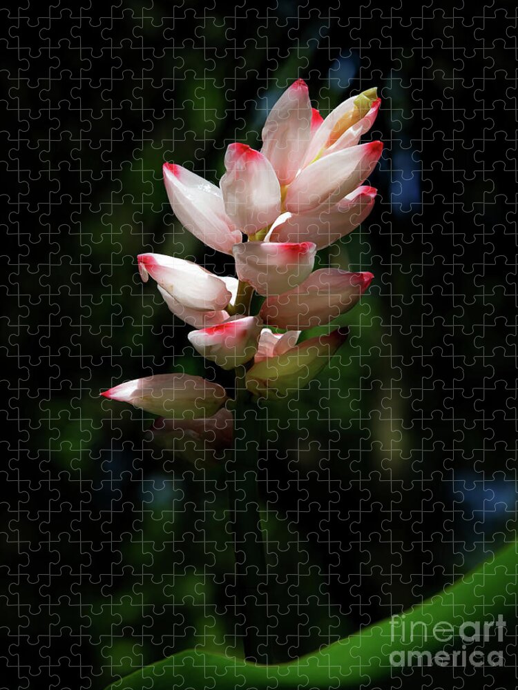 Flower Jigsaw Puzzle featuring the photograph Alpinia Glowing in the Sunlight by Neala McCarten