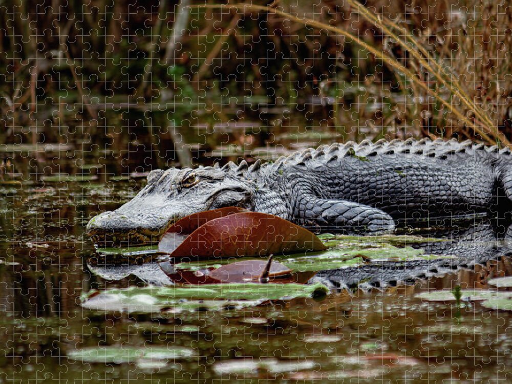 Reptile Jigsaw Puzzle featuring the photograph American Alligator by Cindy Robinson