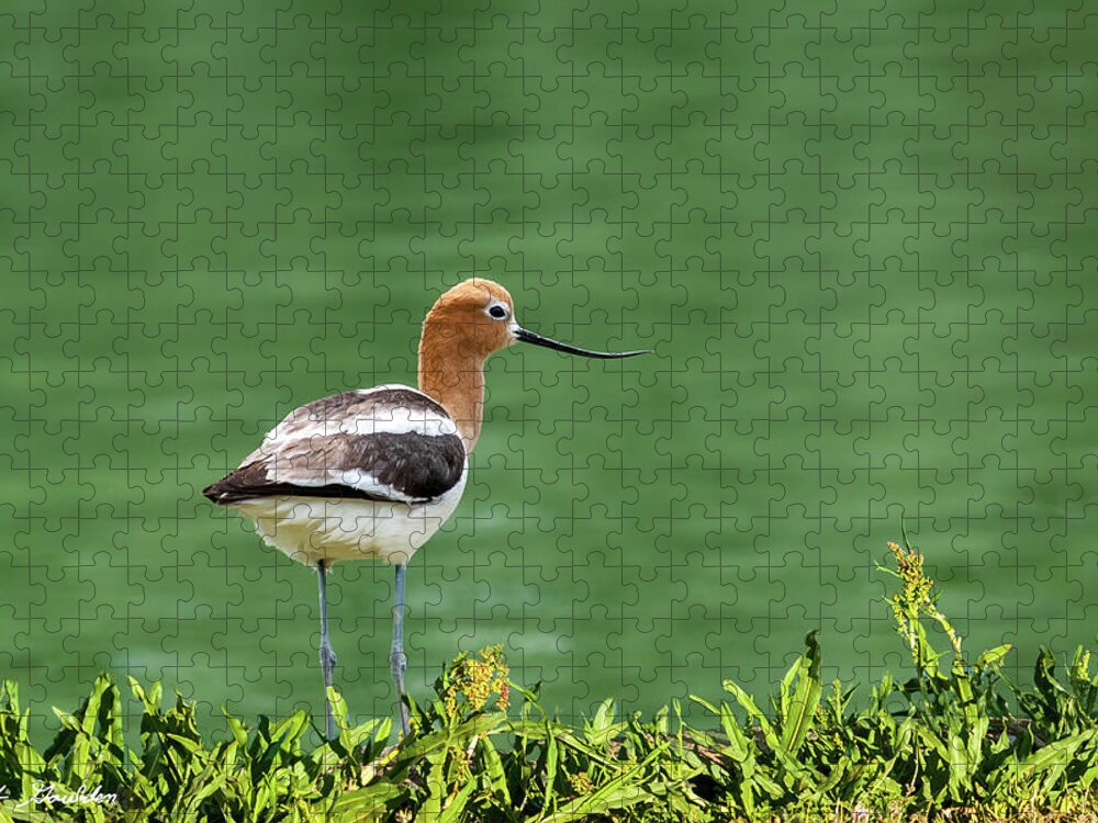 American Avocet Jigsaw Puzzle featuring the photograph American Avocet by Jeff Goulden