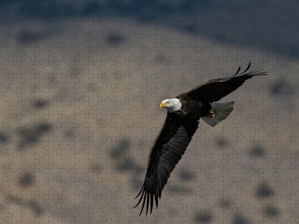 Raptor Jigsaw Puzzle featuring the photograph American Bald Eagle 4 by Rick Mosher