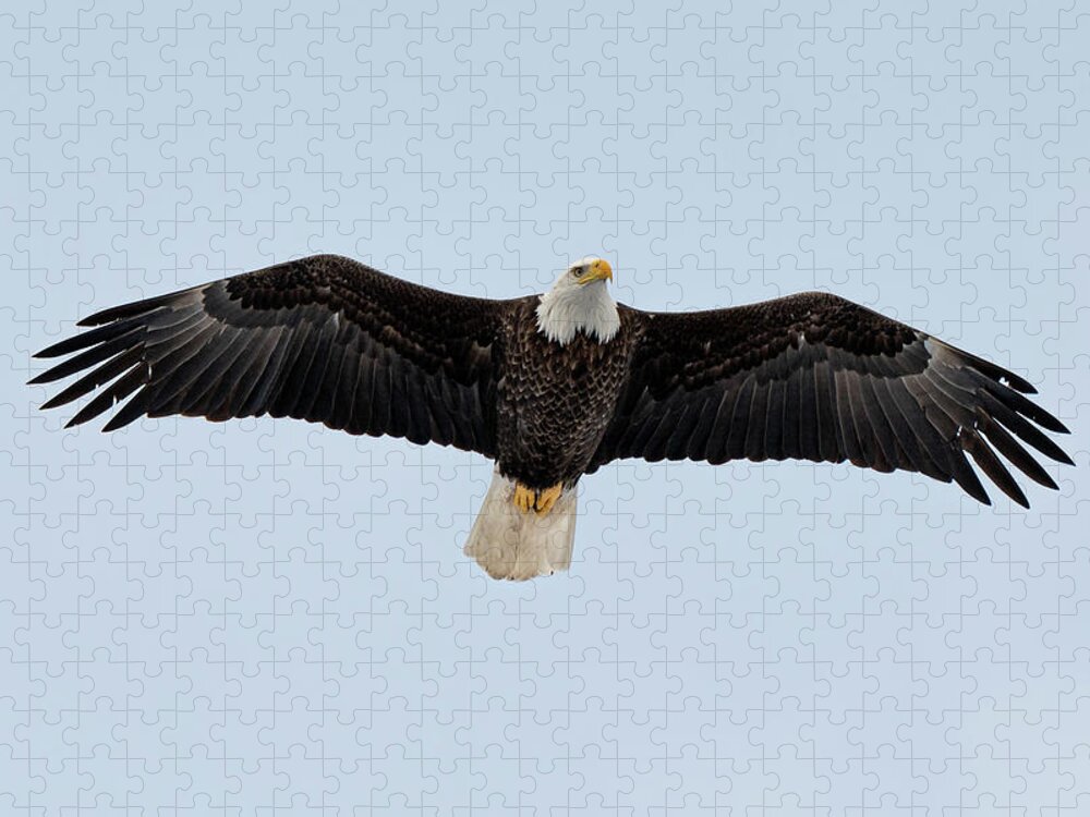 Hastings-on-hudson Jigsaw Puzzle featuring the photograph American Bald Eagle by Kevin Suttlehan