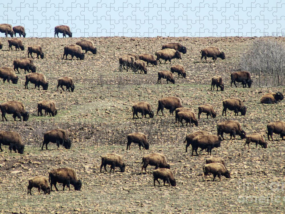 Bison Jigsaw Puzzle featuring the photograph American Buffalo Herd by Susan Vineyard