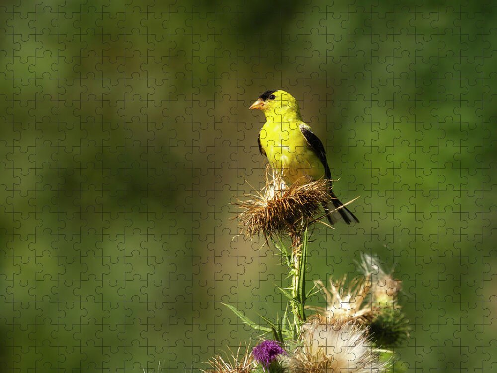 American Goldfinch (spinus Tristis) Jigsaw Puzzle featuring the photograph American Gold Finch 2013-5 by Thomas Young