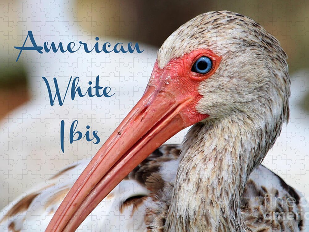 American White Ibis Jigsaw Puzzle featuring the photograph American White Ibis by Joanne Carey
