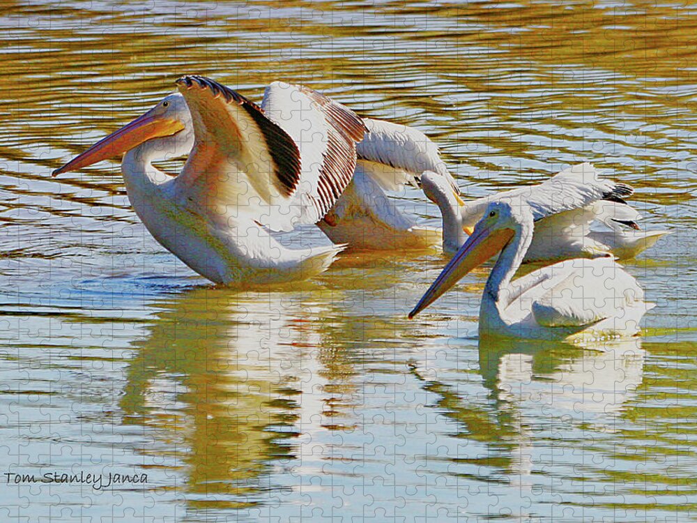 American White Pelicans Jigsaw Puzzle featuring the digital art American White Pelicans by Tom Janca