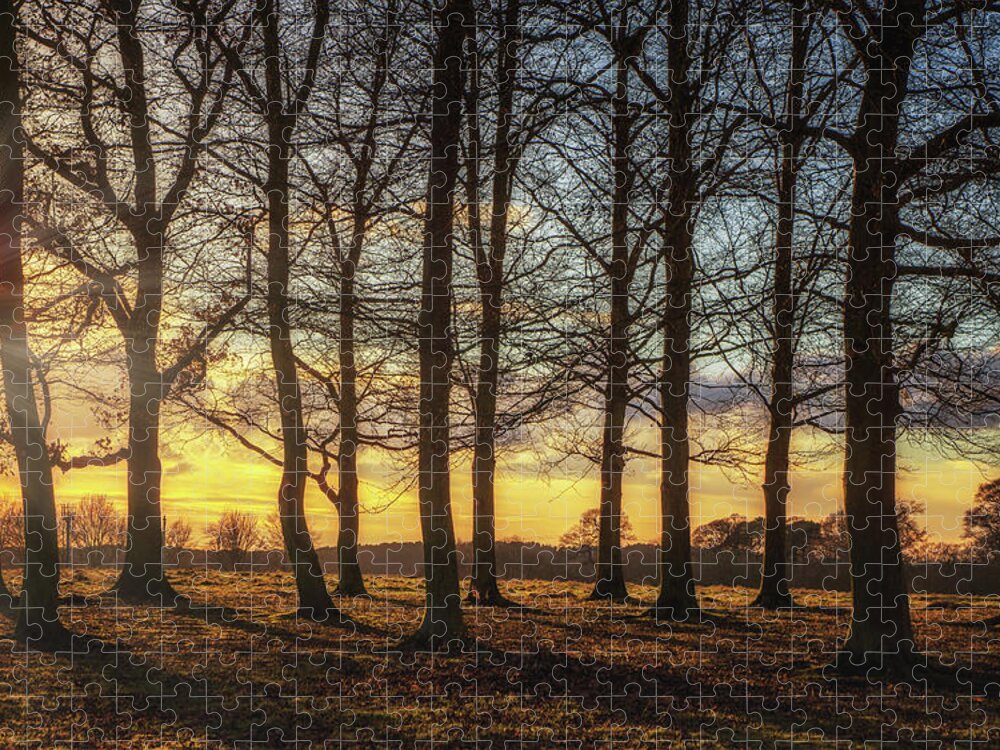 Framing Places Photography Jigsaw Puzzle featuring the photograph Ampthill Great Park Trees by Framing Places