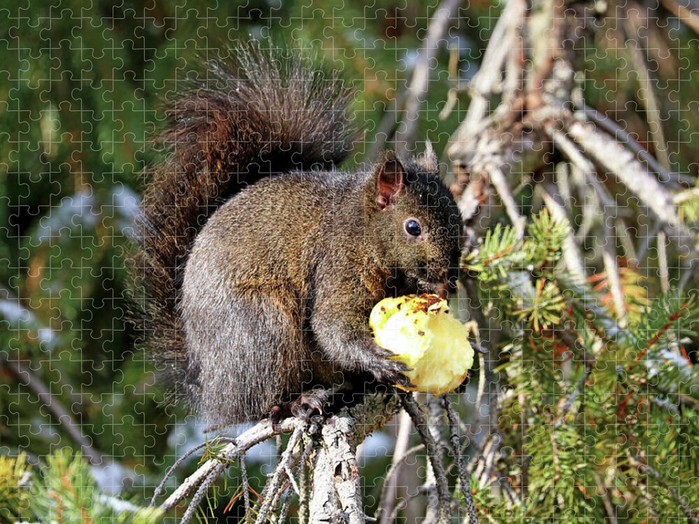 Gray Squirrel Jigsaw Puzzle featuring the photograph An Apple A Day by Debbie Oppermann
