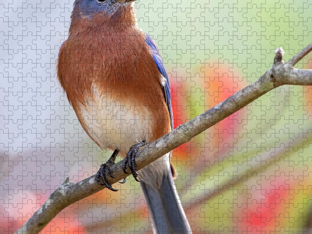 Bluebird Jigsaw Puzzle featuring the photograph An Autumn Bluebird by Mary Buck