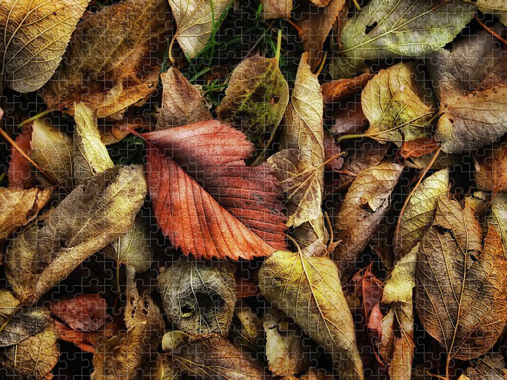 Autumn Jigsaw Puzzle featuring the photograph An Autumn Dream by Steve Sullivan