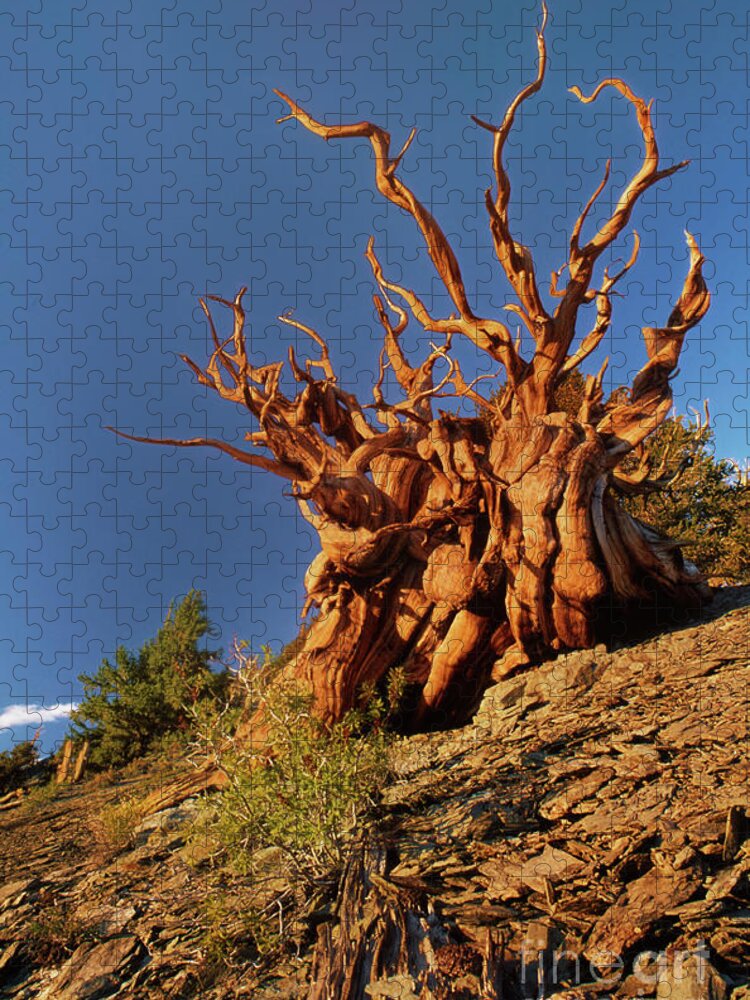 Dave Welling Jigsaw Puzzle featuring the photograph Ancient Bristlecone Pine White Mountains California by Dave Welling