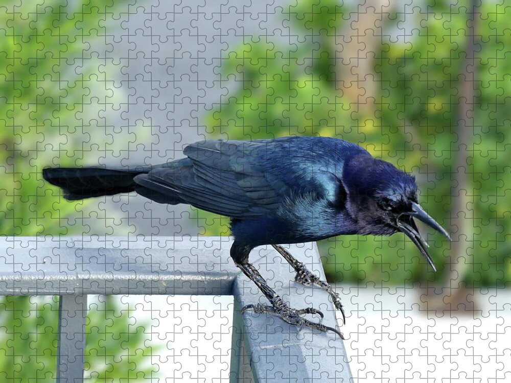 Boat-tailed Grackle Jigsaw Puzzle featuring the photograph Angry Grackle by Lyuba Filatova