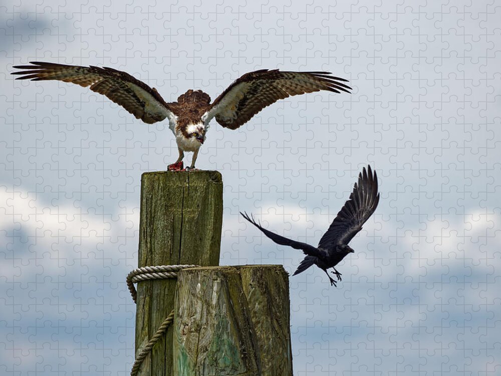 Osprey Jigsaw Puzzle featuring the photograph Angry Raptor by Ken Fullerton