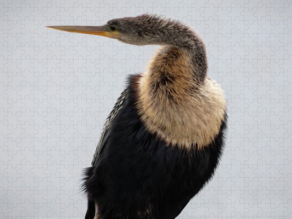 Photograph Jigsaw Puzzle featuring the photograph Anhinga Portrait by Suzanne Gaff