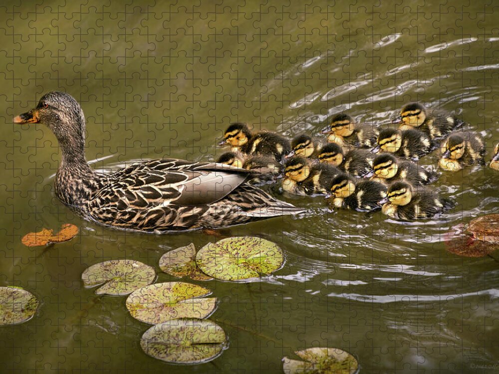 Duck Jigsaw Puzzle featuring the photograph Animal - Ducks - Swim like a duck by Mike Savad