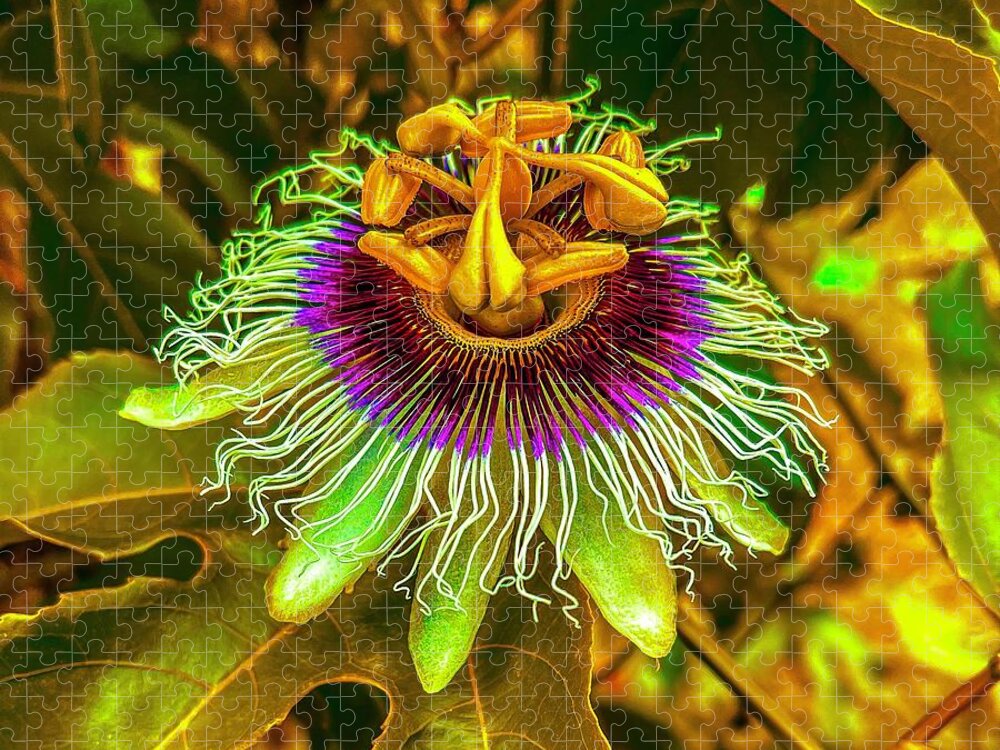 #flowersofaloha #flowers #aloha #hawaii #puna #flowerpower #flowerpoweraloha #mybeaitifulhawaii #passionflower #pele #passionflowerforpele Jigsaw Puzzle featuring the photograph Another Passion Flower for Pele by Joalene Young