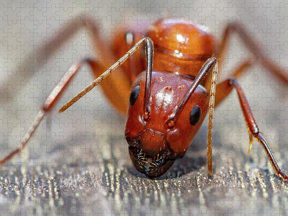 Ant Jigsaw Puzzle featuring the photograph Ant by Anna Rumiantseva