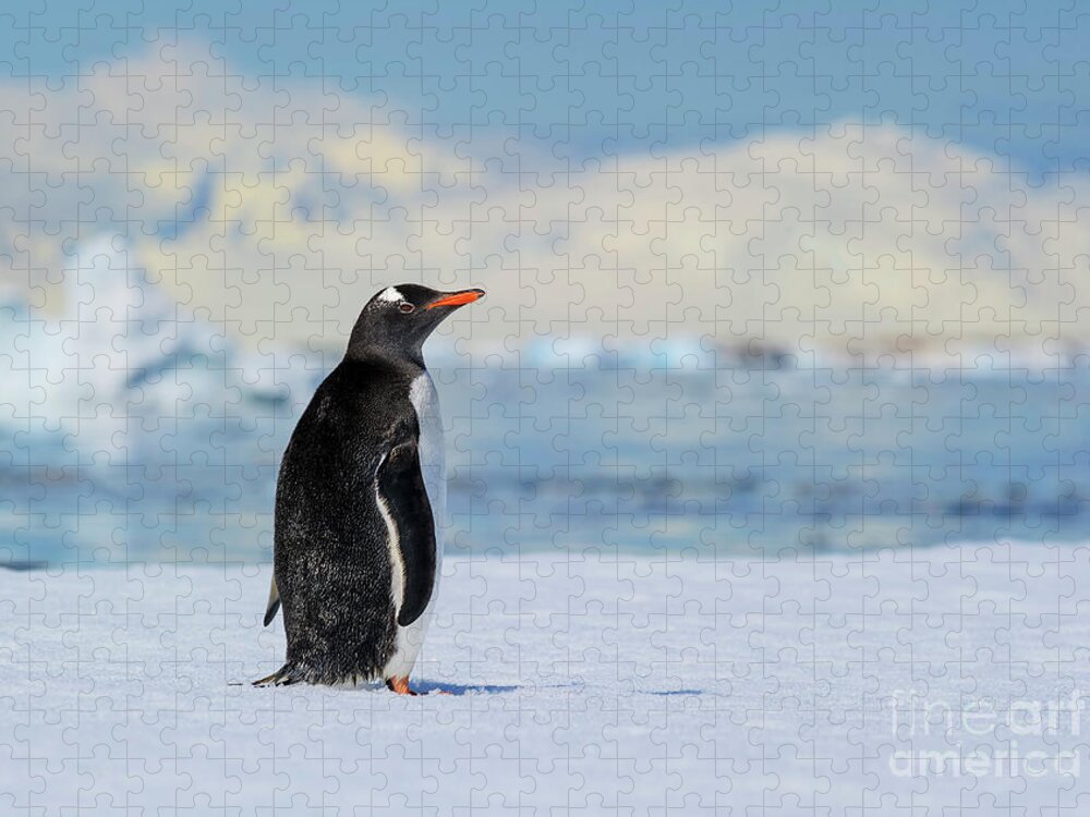 Gentoo Penguin Jigsaw Puzzle featuring the photograph Antarctic Dreams... by Nina Stavlund