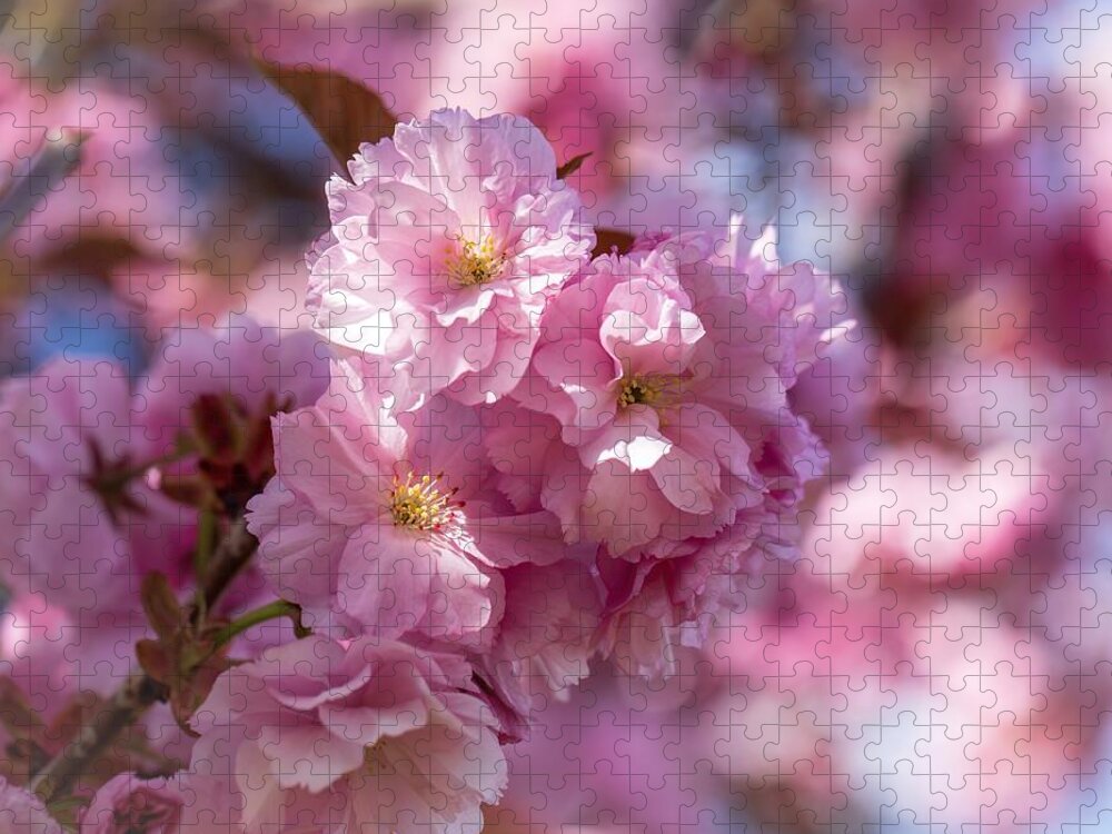 April Cherry Blossoms Jigsaw Puzzle featuring the photograph April cherry blossoms by Lynn Hopwood