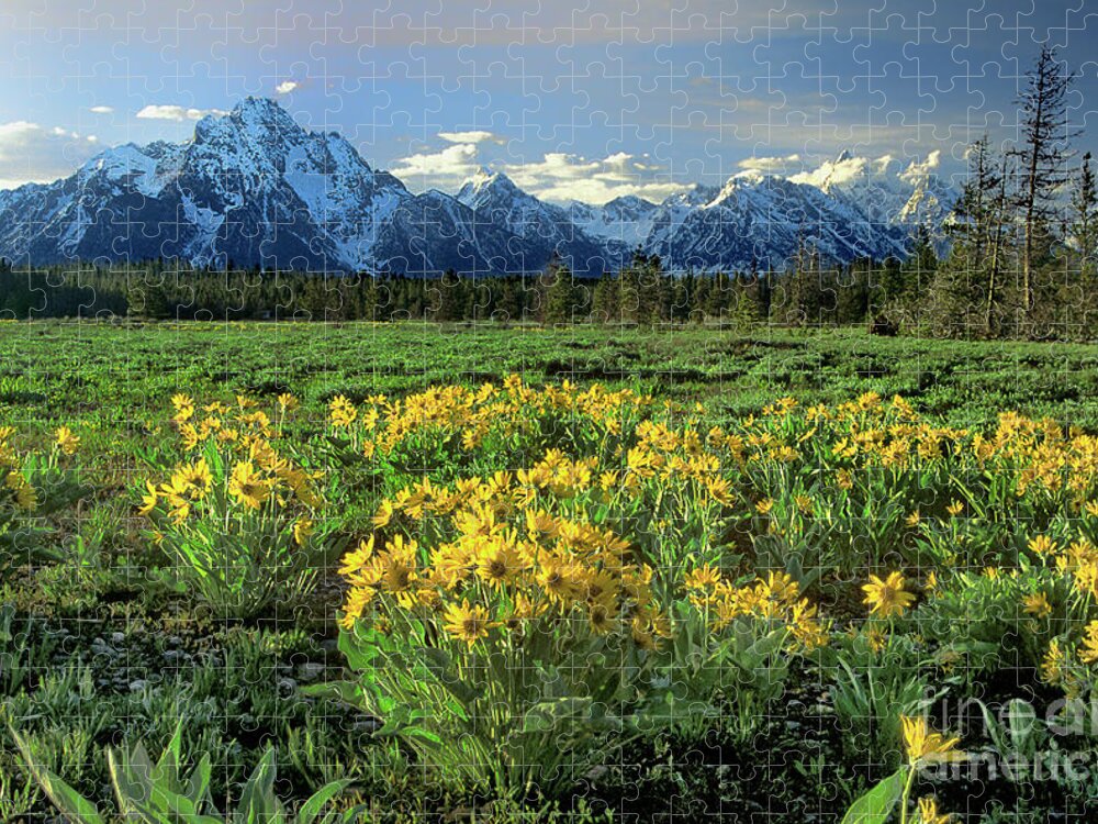 Dave Welling Jigsaw Puzzle featuring the photograph Arrowleaf Balsamroot Grand Tetons National Park by Dave Welling