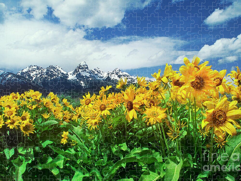 Dave Welling Jigsaw Puzzle featuring the photograph Arrowleaf Balsamroot Grand Tetons National Park Wyoming by Dave Welling