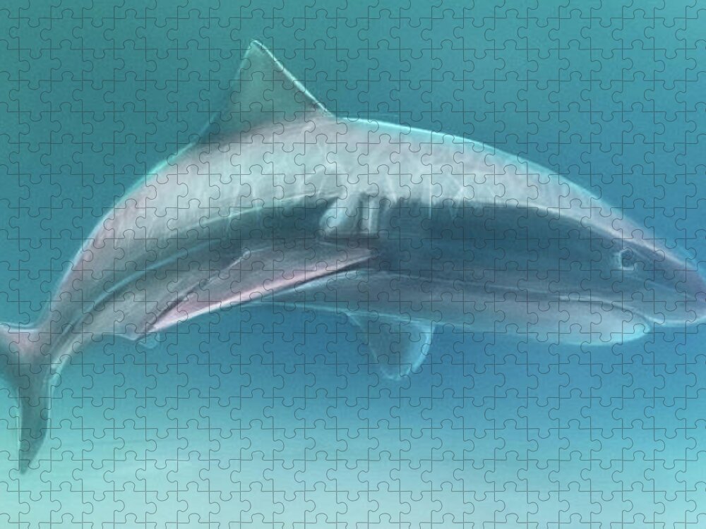 Sharks Jigsaw Puzzle featuring the digital art Art - King of the Ocean by Matthias Zegveld