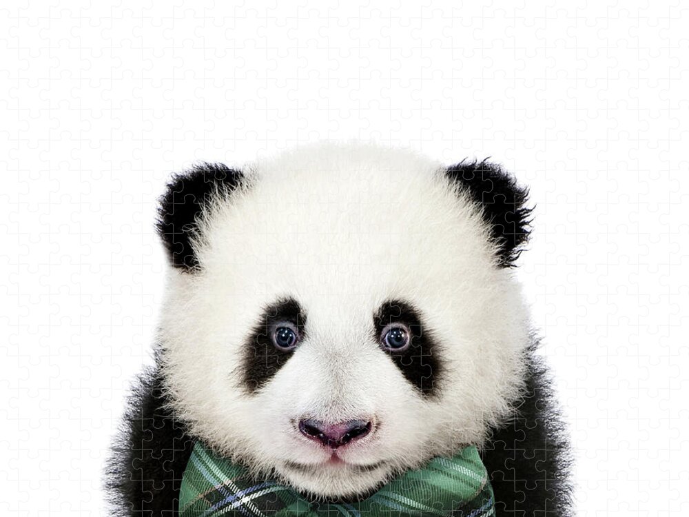 Baby Panda With Bow Tie Baby Animals Art Print by Synplus Jigsaw Puzzle