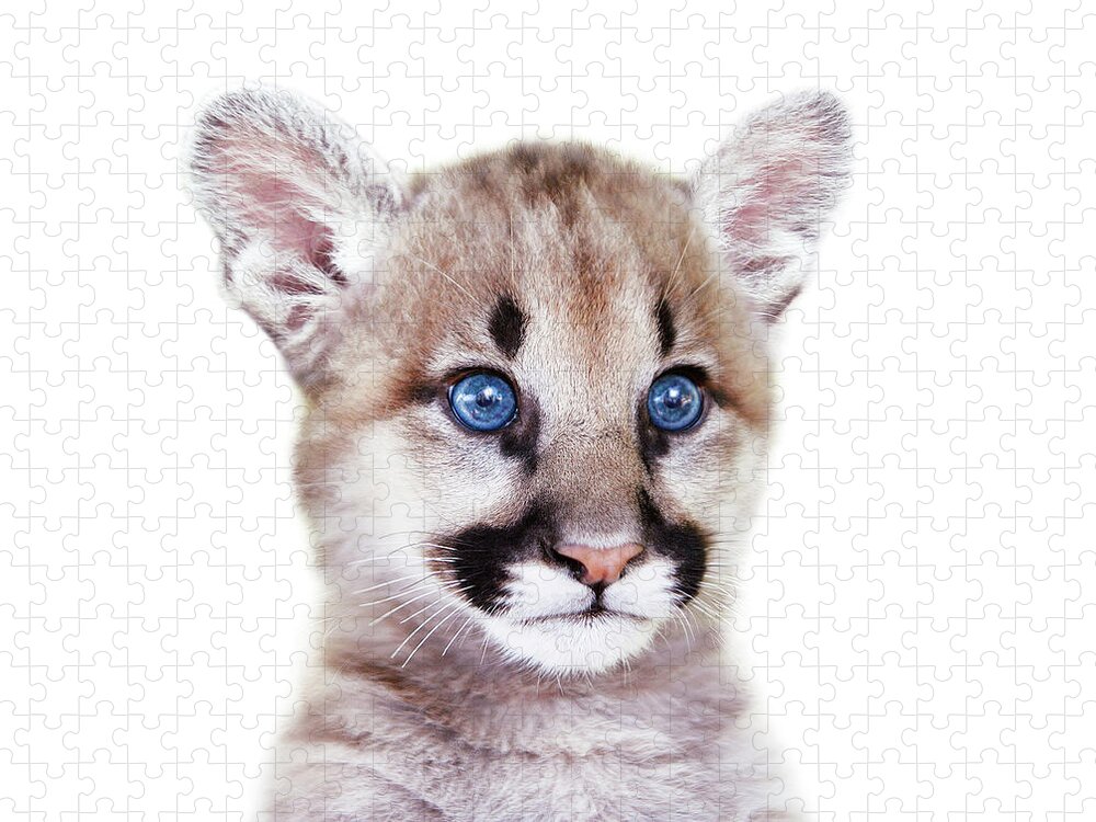 pepermunt verkiezing Lengtegraad Baby Puma, Cougar Cub, Baby Animals Art Print By Synplus Jigsaw Puzzle by  Synplus Art - Pixels