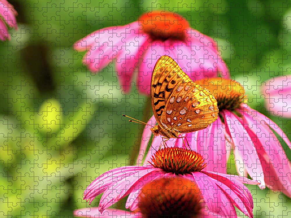 Great Spangled Fritillary Butterfly Jigsaw Puzzle featuring the photograph Backlit Fritillary Butterfly on Coneflower I by Marianne Campolongo