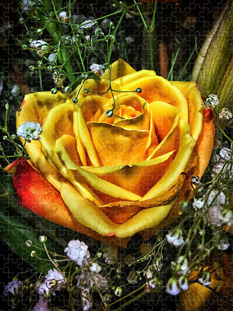 Rose Jigsaw Puzzle featuring the photograph Golden Perfection by Catherine Melvin