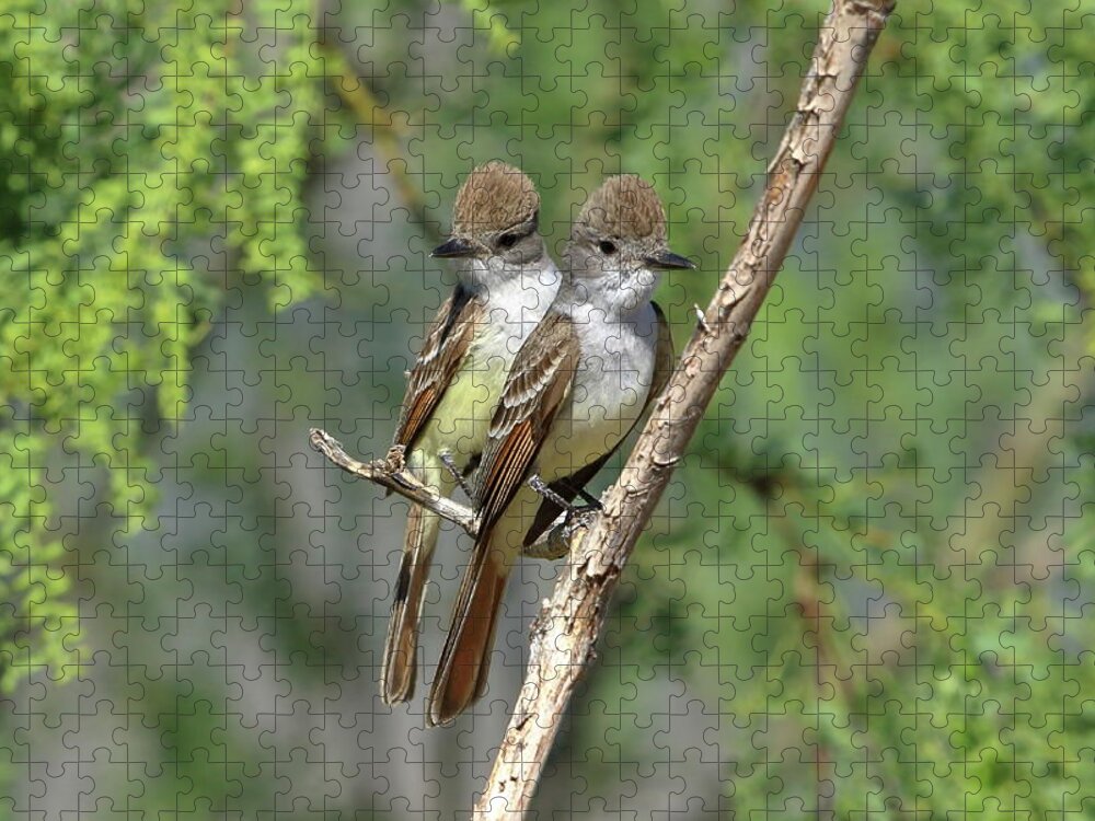 Birds Jigsaw Puzzle featuring the photograph Ash-throated Flycatchers by Steve Wolfe