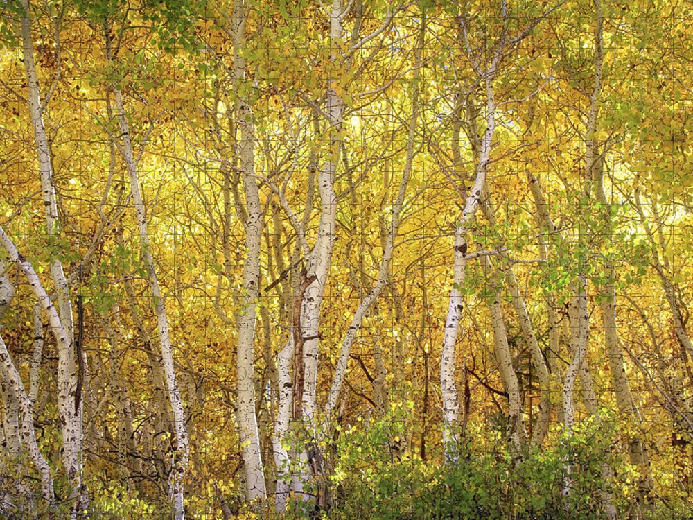 June Lake Jigsaw Puzzle featuring the photograph Aspen Glow by Donna Kennedy