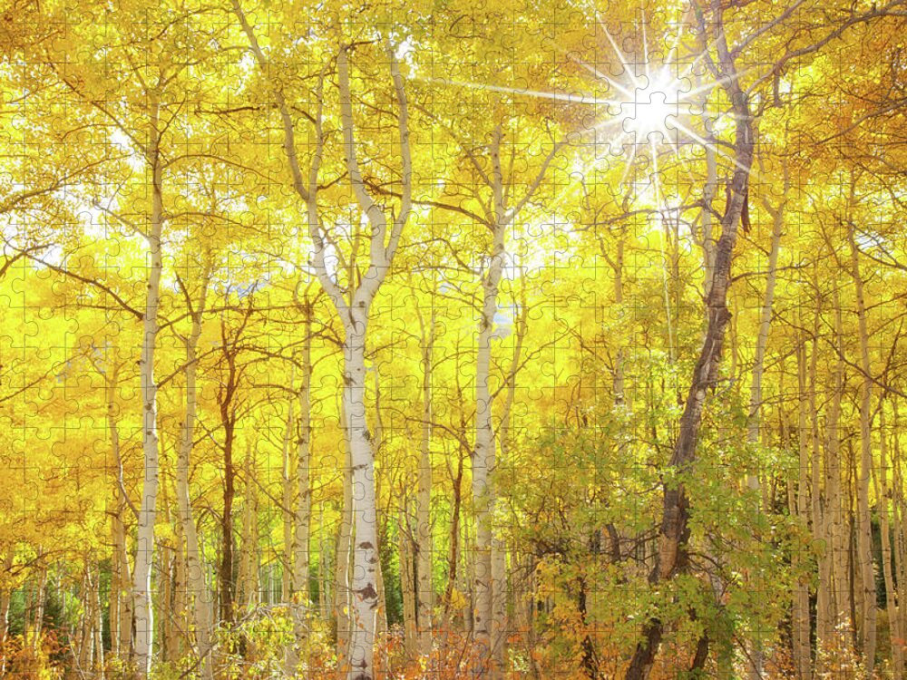 Aspens Jigsaw Puzzle featuring the photograph Aspen Morning by Darren White