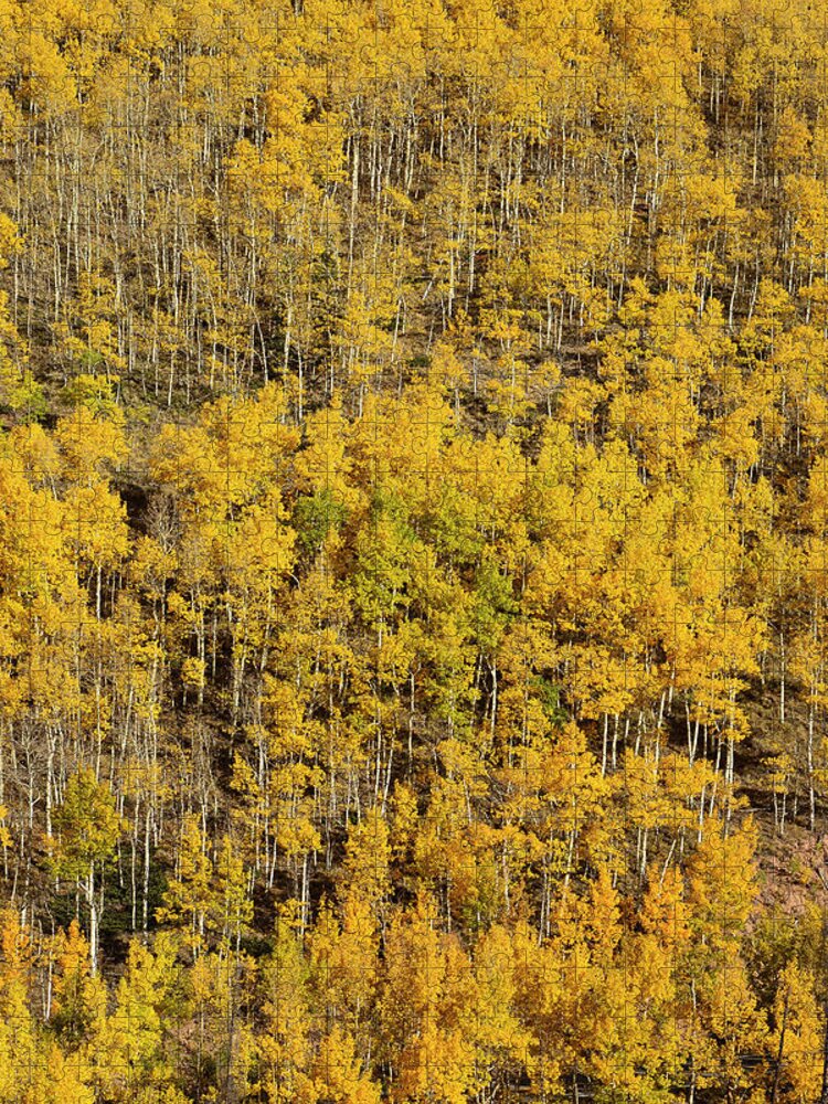 Aspen Jigsaw Puzzle featuring the photograph Aspen Texture by Aaron Spong