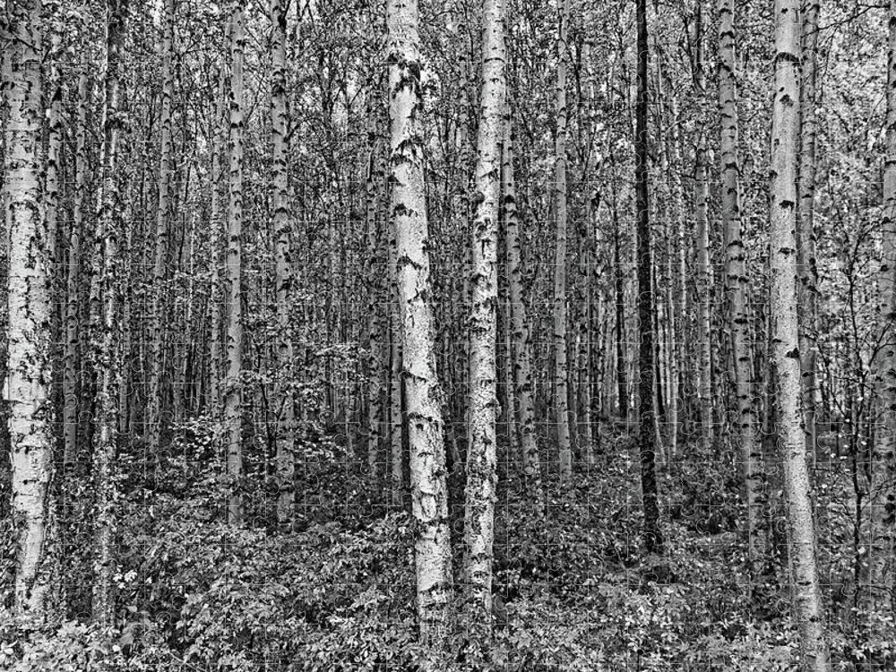 Black Jigsaw Puzzle featuring the photograph Aspen Trees Black and White by Doolittle Photography and Art
