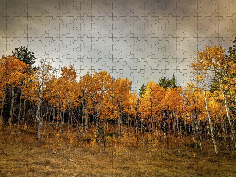Colorado Jigsaw Puzzle featuring the photograph Aspens in Autumn by Kevin Schwalbe