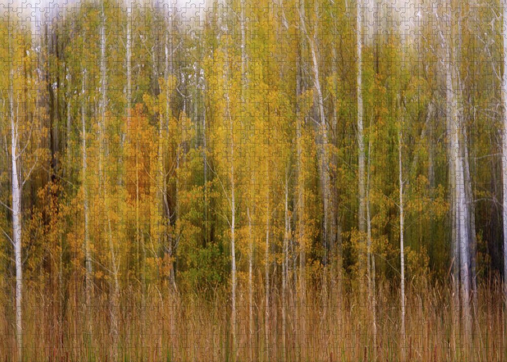 Aspen Autumn Trees Fall Watercolor Scenic Abstract Landscape Blur Wisconsin Forest Peter Herman Jigsaw Puzzle featuring the photograph Aspenscape - intentional camera motion blur on aspen grove in autumn scene by Peter Herman