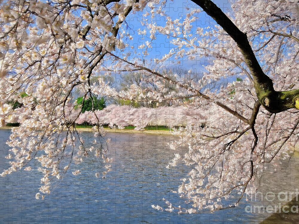 Cherry Blossom Festival Jigsaw Puzzle featuring the photograph At Peak Bloom by Lois Bryan