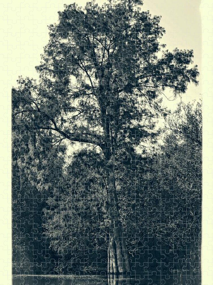 Tree Jigsaw Puzzle featuring the photograph Atchafalaya Basin Southern Louisiana 2021 Ambrotype 103 by Maggy Marsh